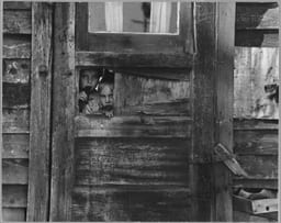 Children Living in a Camp Between Weedpatch and Lamont, Kern County, California (3679502846)