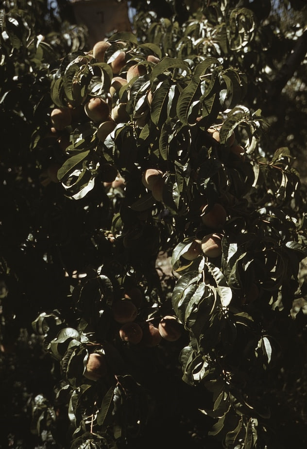 A branch of peaches in an orchard, Delta County, Colo.1a34198v